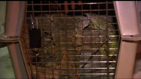 A fire on Chicago's Far North Side killed 25 pet iguanas. The fire started early Monday morning, August 13, 2012, near Jonquil Terrace and Paulina in the Rogers Park community. Only eight iguanas survived the blaze.