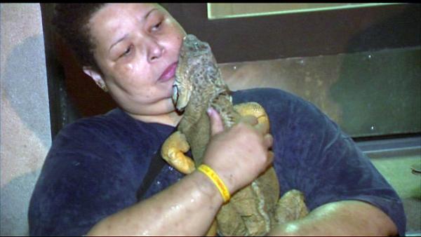 A fire on Chicago's Far North Side killed 25 pet iguanas. The fire started early Monday morning, August 13, 2012, near Jonquil Terrace and Paulina in the Rogers Park community. Only eight iguanas survived the blaze.