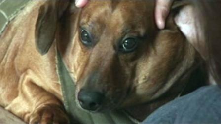 At one point, Obie the dachshund mix was up to 77 pounds. How hes on a strict diet to get him back to a normal size of about 40 pounds.