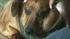 At one point, Obie the dachshund mix was up to...