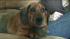At one point, Obie the dachshund mix was up to...