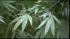 Marijuana field worth $7 - $10M found on Far... :: This is the largest outdoor grow that we know of in the recent history of Chicago.