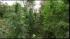 Officials say the plants were days to weeks...