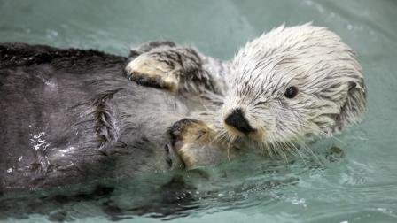 This file photo provided by the Shedd Aquarium shows Kenai