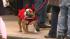 Canines of all shapes and sizes dressed up for...