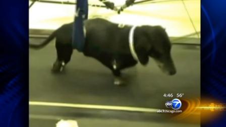 Jasper is one of 23 dogs who had special cells injected in his legs. Researchers say the transplanted cells regenerated nerve fibers across the damaged region of the spinal cord.