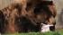 Jim, a 17-year-old grizzly bear at Brookfield...