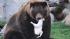 Axhi, a 17-year-old grizzly bear at Brookfield...