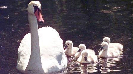 A mother swan paddles along with her cygnets at a North Scituate, Mass., in this file photo. (AP Photo/Charles Krupa)