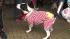 The Maxwell Street Market was more of a barking...