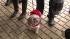 The Maxwell Street Market was more of a barking...