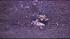 A pilot and two nurses were killed after a...