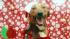 Hazel Crest police shoot dog during search... ::