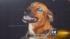 Dog owner does not understand why police shot... ::