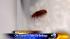 Bedbug ordinance puts landlords on hook for... ::