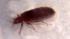 City battles bedbugs by making landlords... ::