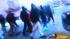 Mall brawl at Ford City gets more than 12... ::