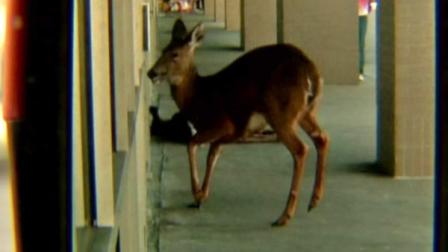 A mall in southern Indiana is busy repairing the damage caused by a stampeding pack of deer.