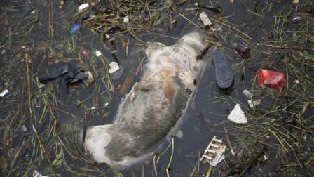 A dead pig floats on the river Monday, March 11, 2013 on the outskirts of Shanghai, China. A recent surge in the dumping of dead pigs upstream from Shanghai - with more than 2,800 carcasses floating into the financial hub through Monday - has followed a police campaign to curb the illicit trade in sick pig parts. (AP Photo)