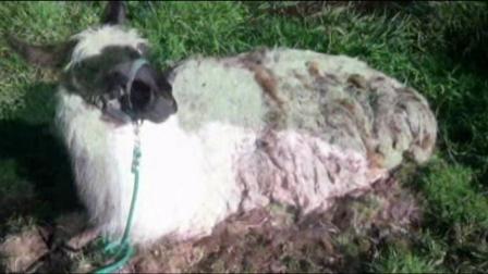 Sergeant Pepper -- thats the llamas name -- wandered into a mud hole and it took six firefighters to pull the 350-pound animal to safety.