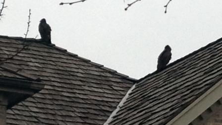 Amy Sillito says her parents took the above picture of two condors sitting on the roof of a house.