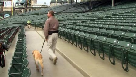 A bomb-sniffing dog at work inside Wrigley Field before gates opened prior to the Cubs game against the Texas Rangers, Tuesday, April 16, 2013.