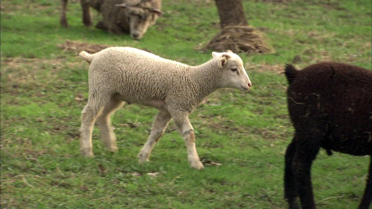 Wandering sheep lead to strife in suburbs