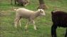Dozens of sheep are roaming in southwest suburban Cook County, and thats not going over well in unincorporated Lemont.