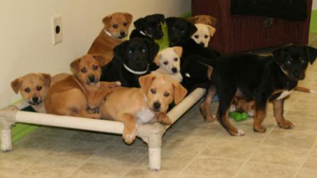 17 puppies