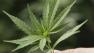 A marijuana leaf is seen in this file image. (AP Photo/Eric Risberg)