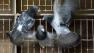 In this file photo, pigeons fly inside their coop at Pigeon Paradise in Knesselare, Belgium.