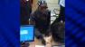 Investigators have released the picture of a woman suspected of robbing two Chicago banks.