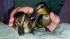   Lombard firefighters came to the aid of these ducks on Friday, May 17, 2013, when they became trapped in a storm drain.