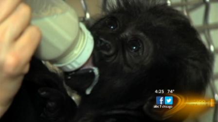 Ten human surrogates prepared Gladys to be united with a new gorilla mom by wearing faux fur, feeding, grooming and carrying Gladys, all in the ways of the gorilla.
