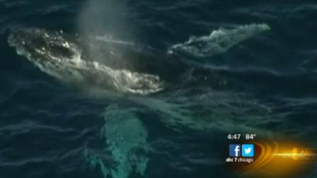   A surfer in Australia survives a close encounter with a whale, and its all captured on cell phone video.