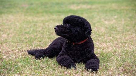 The first family has welcomed another member to their family, a new puppy named Sunny.