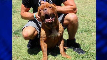 Hooch the French Mastiff is seen here during rehab