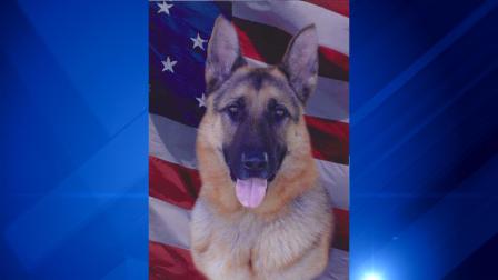 K9 Dante is shown in this undated photograph from the Massachusetts State Police