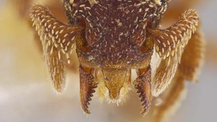 The face of ant species Eurhopalothrix semicapillum, named for the hairy patches on its face. The Costa Rican ant is among 33 new ant species discovered in Central America and the Caribbean and detailed in two new studies by University of Utah biology Professor Jack Longino.