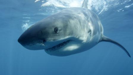 The Discovery network special Megalodon: The Monster Shark Lives, opened Discoverys annual Shark Week on Sunday, Aug. 4, 2013.