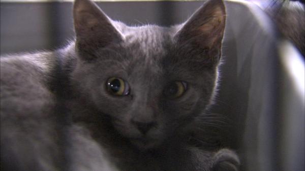 Nearly three dozen cats crammed into four cages were left outside the Humane Society of Hobart.