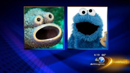 Underwater photographer Mauricio Handler snapped this picture because it bears a striking resemblance to Cookie Monster from Sesame Street.
