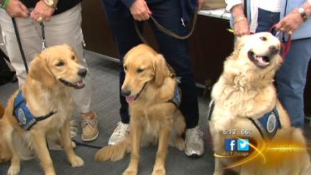 The dogs left from OHare airport Tuesday morning as part of a trip organized by the Lutheran Church Charities.