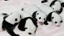 14 pandas in a crib