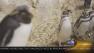 Baby Rockhopper Penguin born at Shedd Aquarium