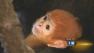 Rare orange Francois Langur monkey born at Lincoln Park Zoo