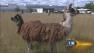 OHare goats, other animals ready to graze at airport