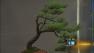 Art of Bonsai