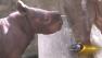 Rare baby black rhino makes Lincoln Park Zoo debut