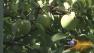 Skokie apple grower has 178 varieties in back yard, does not like to eat apples